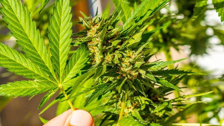 Cannabis anbauen: Hanf im Eigenanbau zu Hause nach Regeln (Foto: picture-alliance / Reportdienste, picture alliance / imageBROKER | Unai Huizi)